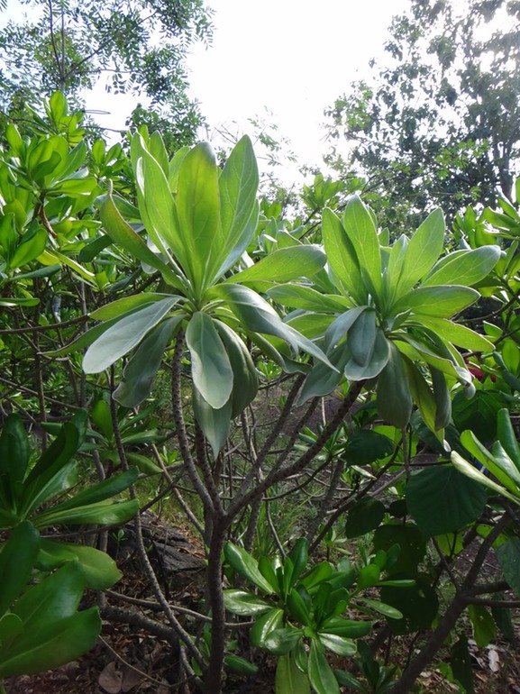 Veloutier%252C%2520heliotropium%2520foertherianum