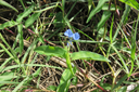 16 Commelina diffusa Burm. f. - Petite-Herbe-de-l'eau - Commelinaceae - Pantropicale