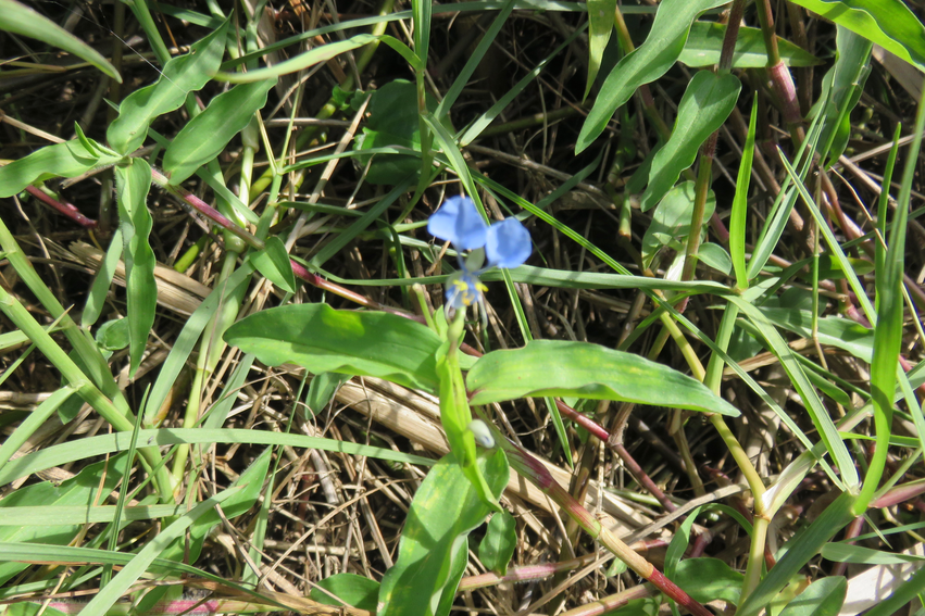 16 Commelina diffusa Burm. f. - Petite-Herbe-de-l'eau - Commelinaceae - Pantropicale