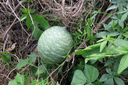 17 Lagenaria sphaerica  - Calebasse sauvage - Cucurbitaceae - Afrique