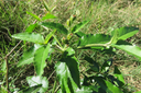 3 Croton bonplandianus Baill. - Herbe-diable - Euphorbiaceae - Exotique (Amérique du Sud)