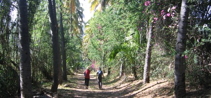 L'allée de cocotiers menant à l'étang IMG 0001