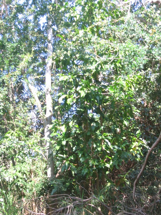 IMG 0003