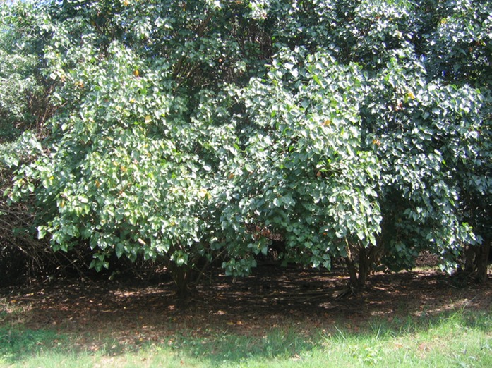 IMG 0004