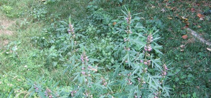 Zerb tombée (rouge) IMG 0008