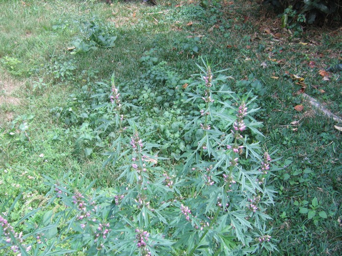 IMG 0008