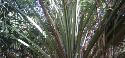 Talipot IMG 0009