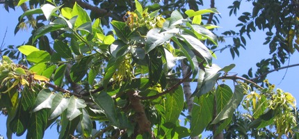 Ylang-ylang IMG 0014
