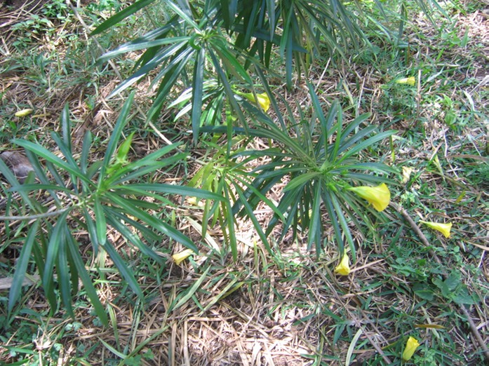 IMG 0015