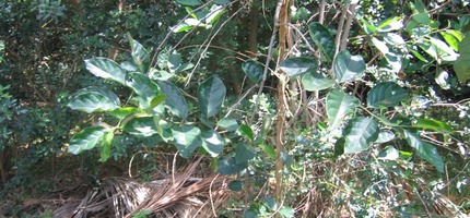 Bois malgache IMG 0016