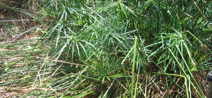 Papyrus "terrestre" IMG 0017