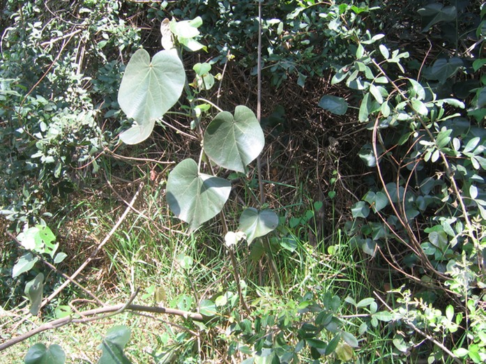 IMG 0018