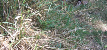 Fataque millet IMG 0020
