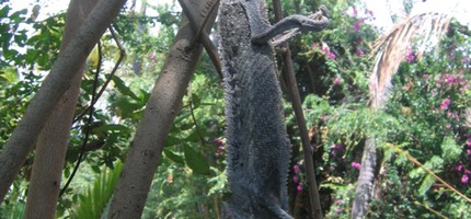 Momie de caméléon IMG 0023