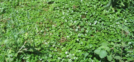 Herbe tam tam ou ombilic de Vénus IMG 0025