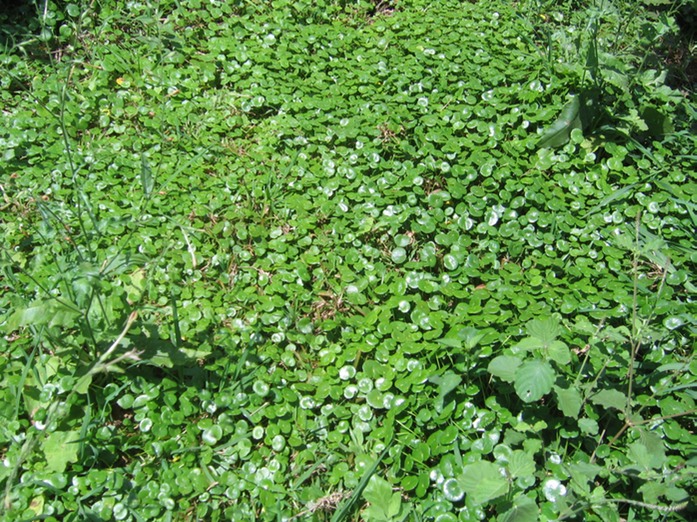 IMG 0025