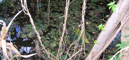 32 Salvinia molesta SAVINACEE Amérique tropicale Fougère flottante IMG 0030
