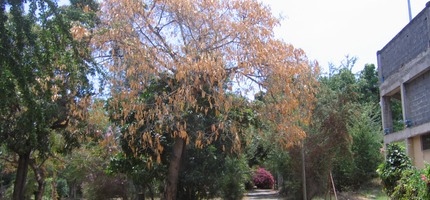 Bois noir IMG 0032