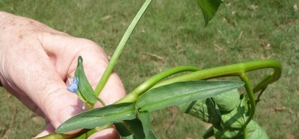 ??? P1110909
