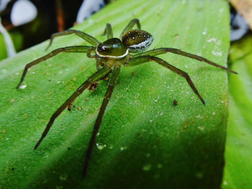 araignée pêcheuse Hygropoda borbonica (1)