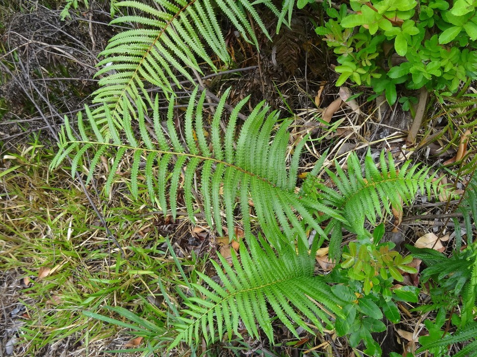Cyclosorus interruptus - THELYPTERIDACEAE -  indigène La Réunion
