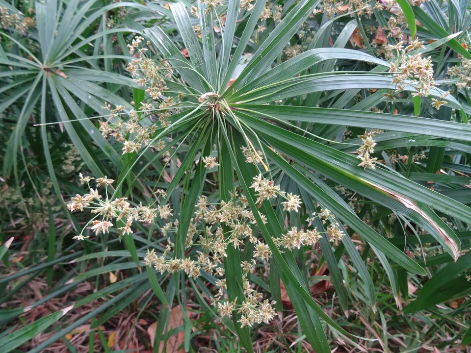Cyperus papyrus - Papyrus - CYPERACEAE - EE