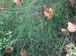 Equisetum ramosissimum - Prêle - EQUISETACEAE - Indigène Réunion