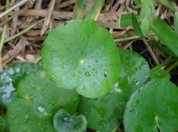 Hydrocotyle bonariensis - Herbe tam-tam - ARALIACEAE - Paléotropicale