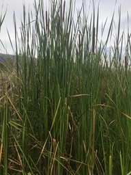 IMG_6655