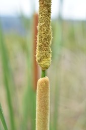 Inflorescence de Typha / fleurs mâles en haut, fleurs femelles en bas