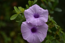 Ipomoea cairica - Liane de sept ans - CONVOLVULACEAE - EE 
