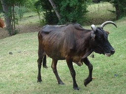 La meneuse