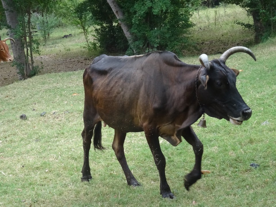 La meneuse