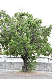 Manilkara zapota - Arbre à chewing-gum, Sapotillier - SAPOTACEAE - Caraibes, Amérique Centrale