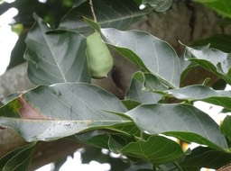 Milletia pinnata - Pongam - FABACEAE - Régions tempérées et tropicales d'Asie