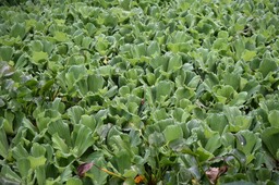 Pistia stratiotes -  Laitue d’eau - ARACEE - EE