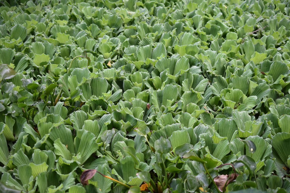 Pistia stratiotes -  Laitue d’eau - ARACEE - EE