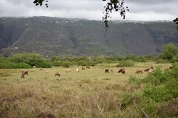 Troupeau dans la prairie humide