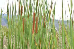 Typha domingensis - Massette, Vouve, Jonc - TYPHACEAE - Indigène Réunion