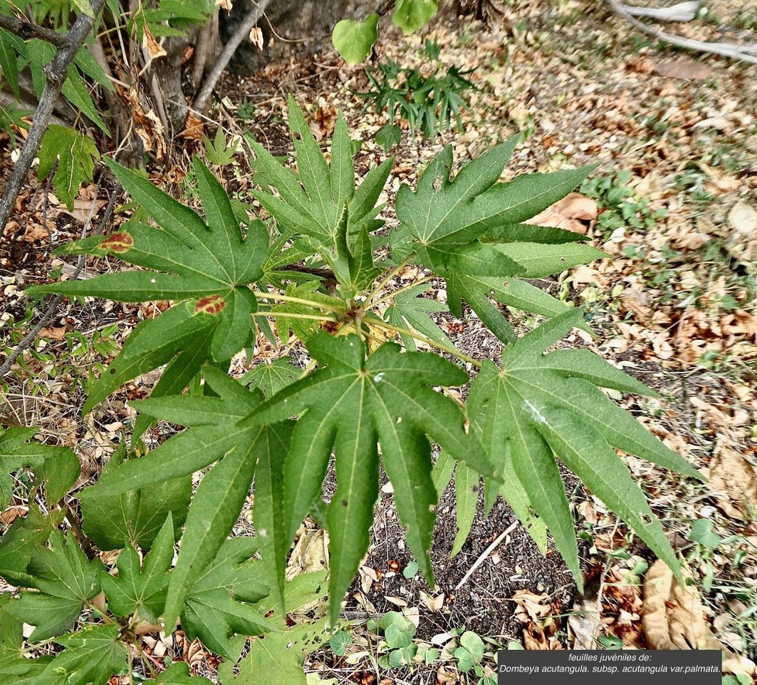 Dombeya acutangula. subsp. acutangula var.palmata.mahot tantan.( feuilles juvéniles palmées ) malvaceae.endémique Réunion?