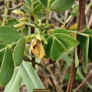 Rivina humilis.groseille.petiveriaceae.assimilé indigène..jpeg