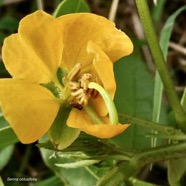 Senna obtusifolia. fabaceae.stenonaturalisé ? (1).jpeg