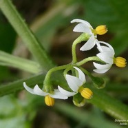 Solanum americanum.brède morelle.solanaceae.amphinaturalisé. (1).jpeg