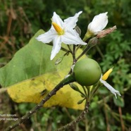Solanum americanum.brède morelle.solanaceae.amphinaturalisé..jpeg