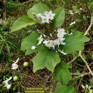 Solanum torvum.aubergine sauvage.solanaceae.stenonaturalisé. (1).jpeg