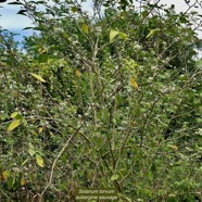 Solanum torvum.aubergine sauvage.solanaceae.stenonaturalisé. (2).jpeg