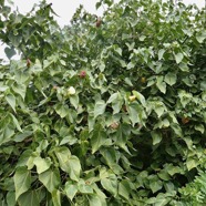 Thespesia populnea.porché.bois de peinture.( fruit à pédoncule court ) malvaceae.espèce cultivée..jpeg