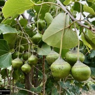 Thespesia populnea.porché.bois de peinture.malvaceae.espèce cultivée..jpeg