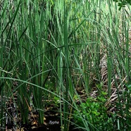 Thypha domingensis Typha Typhaceae Indigène La Réunion  2192.jpeg