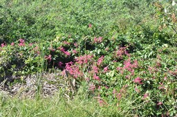 Antigonon leptopus - Liane corail, antigone - POLYGONACEAE - EE